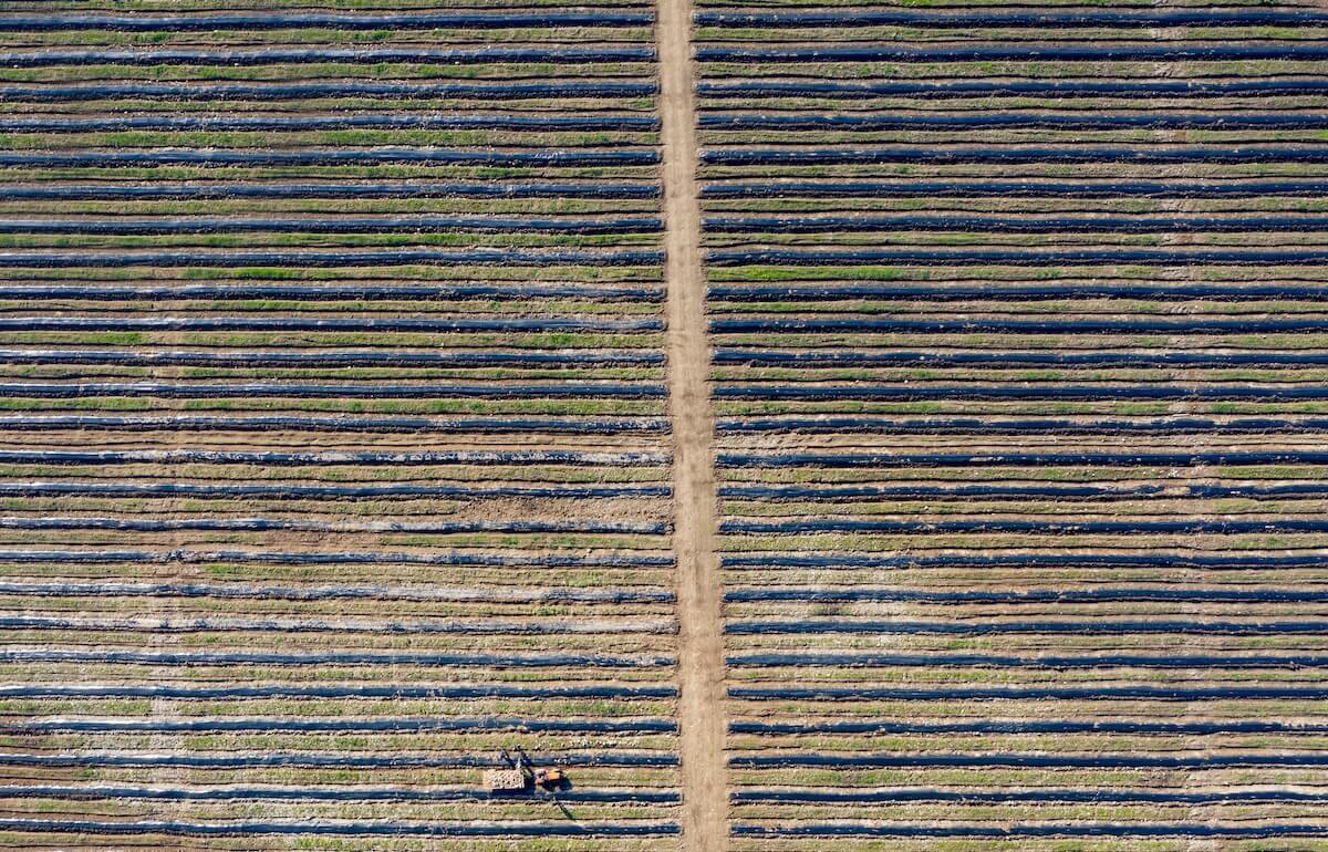 Intelinair crop intelligence: Aerial view of farmland with rows of crops, showcasing MASV's same-day delivery.